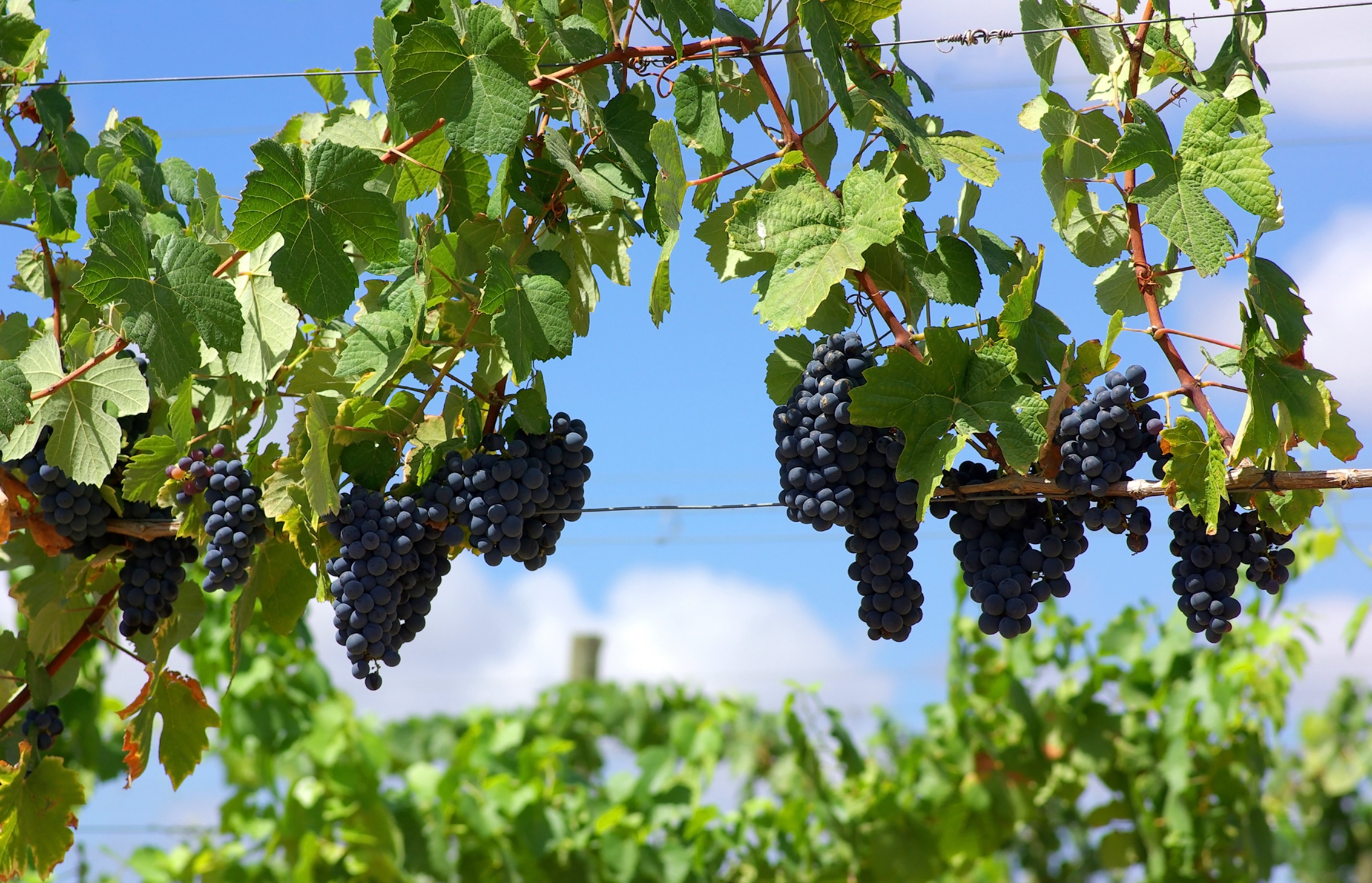 Exploring the Best of Alentejo: Activities Around L'AND Vineyards