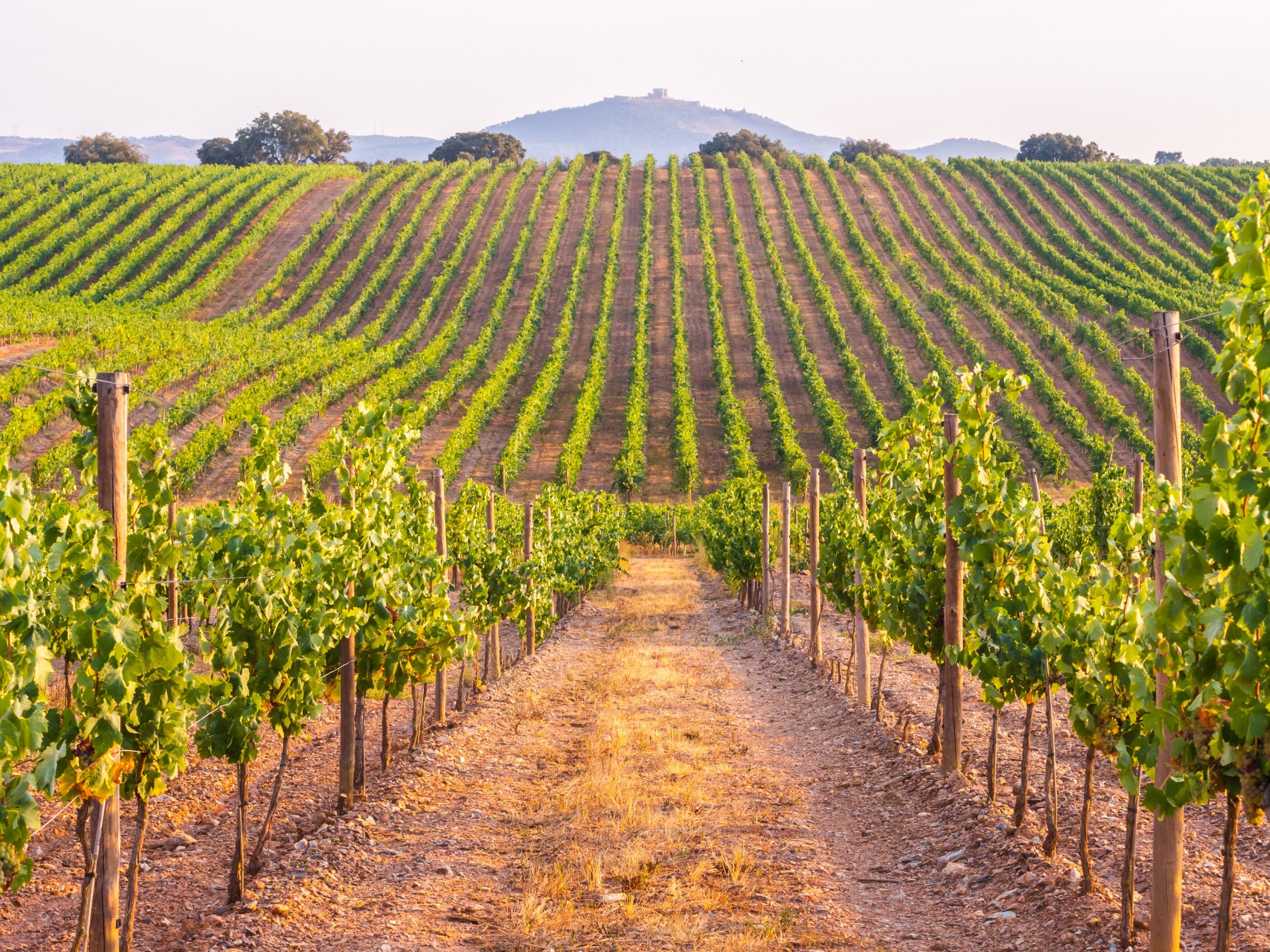 Day Trips from Vila Galé Clube de Campo: Alentejo Adventures
