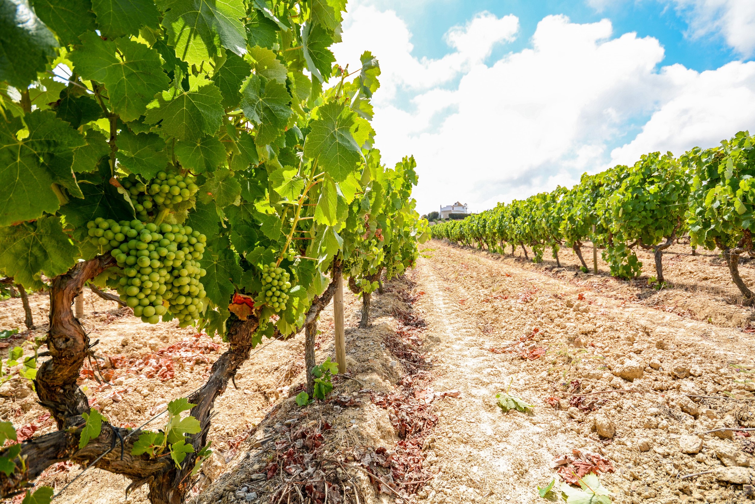 Exploring the Alentejo: Top Activities Near Torre de Palma Wine Hotel